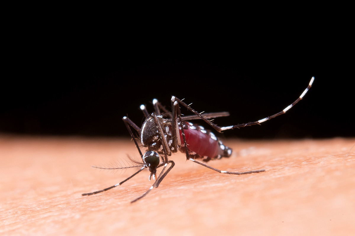 Dengue: é hora de redobrar os cuidados | Oeste Saúde - Planos de Saúde