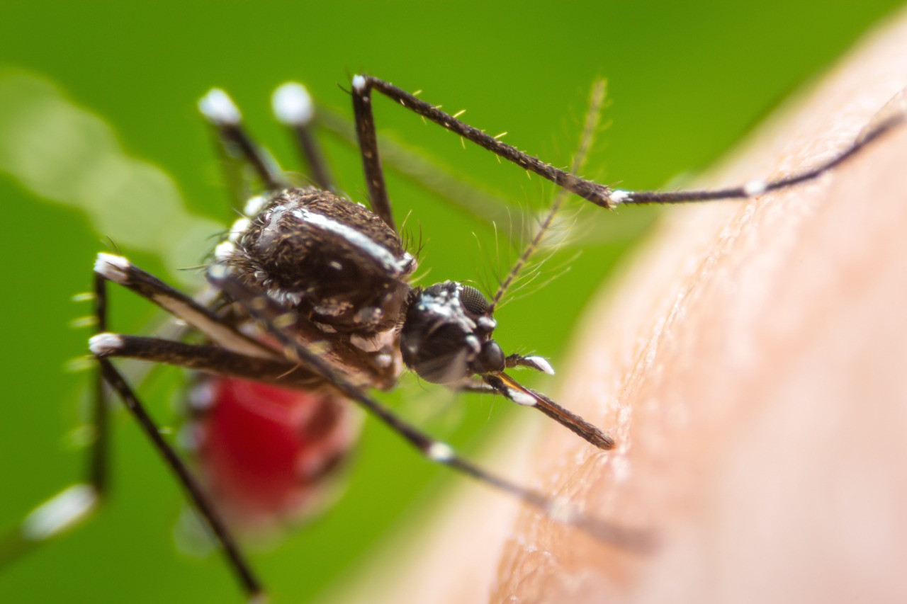 Centro Médico Oeste Saúde oferece atendimento para casos de dengue | Oeste Saúde - Planos de Saúde